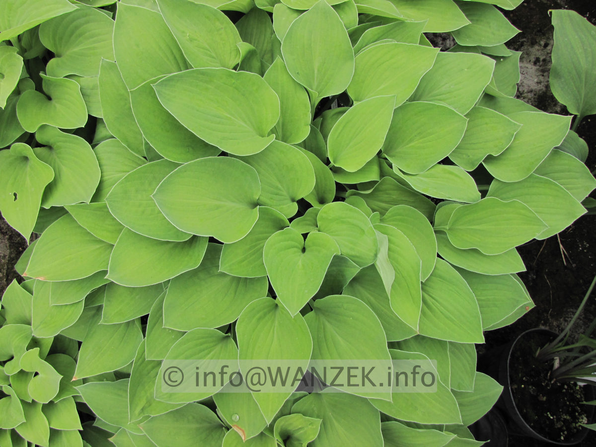 Hosta nakaiana Golden Nakaiana 1.JPG